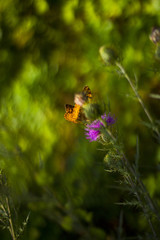 Butterfly On Milk Thistle Flower  In Blue Ridge Mountains
