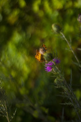 Butterfly On Milk Thistle Flower  In Blue Ridge Mountains
