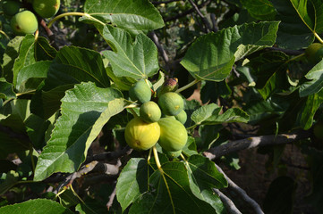 Close-up of Ripe Fig Fruits, Sicily, Italy, Nature, Macro