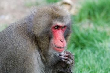 Macaque japonais en gros plan