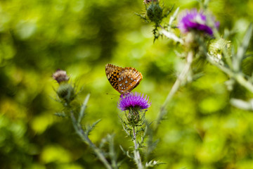 Butterfly On Milk Thistle Flower  In Blue Ridge Mountains