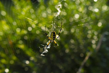 Large Orb Weaving Spider, Yellow And Black Garden Spider