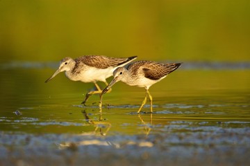 Hunting common greenshank (Tringa nebularia)
