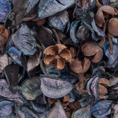Blue texture of dried flowers and dry petals.