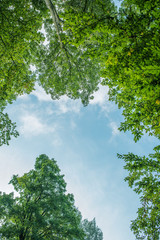 Treetop, canopy of the tree