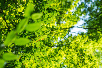 Treetop, canopy of the tree