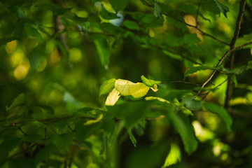 Green summer background