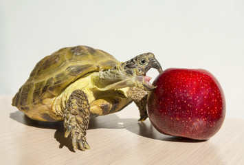 turtle biting red apple on white background, reptile animal eating, turtle eating apple
