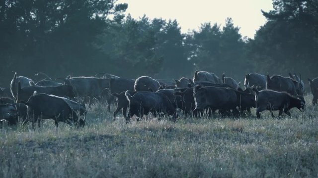 Herd of goats in the field at sunset