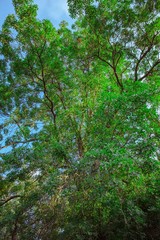 Treetop, canopy of the tree