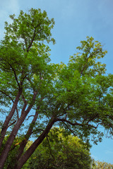 Treetop, canopy of the tree