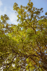 Treetop, canopy of the tree