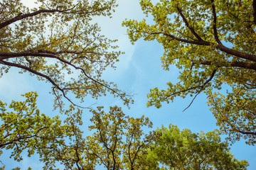 Treetop, canopy of the tree