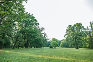 Park in summer