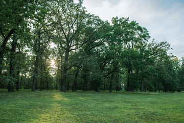Park in summer