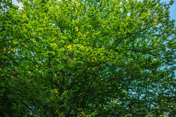 Treetop, canopy of the tree