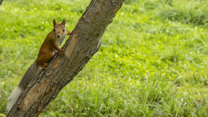 Red squirrel looks into the camera with a tree branch