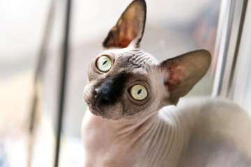 bald cat, cat, canadian Sphinx, Sphynx, cat near the window