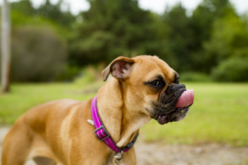 Playful And Goofy American Boxer Pure Breed Dog