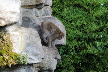 Macaque japonais qui saute