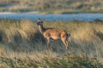 wild am meer