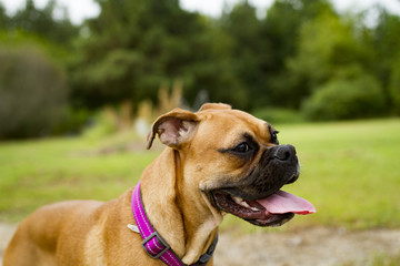 Playful And Goofy American Boxer Pure Breed Dog