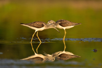 Hunting common greenshank (Tringa nebularia)