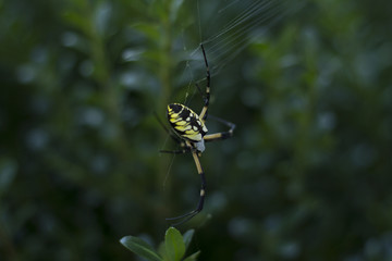 Large Orb Weaving Spider, Yellow And Black Garden Spider