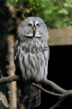 Full body of adult great grey owl (Strix nebulosa) on the tree branch