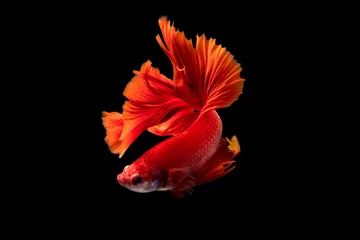 Selbstklebende Fototapeten Der bewegende Moment schön von roten siamesischen Betta Splendens Kampffischen in Thailand auf schwarzem Hintergrund. Thailand nennt Pla-kad oder beißende Fische. © Soonthorn