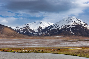 Birds are nesting in Svalbard