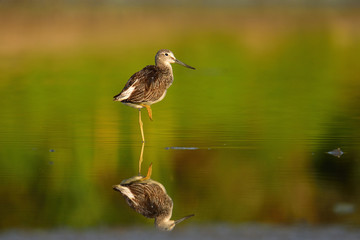 Hunting common greenshank (Tringa nebularia)