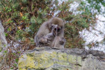 Macaque japonais toilettage et épouillage