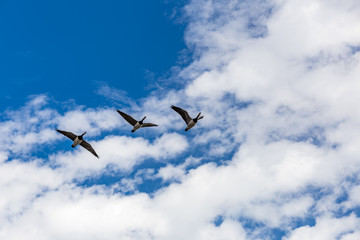 Barnacle geese migrating to Arctic