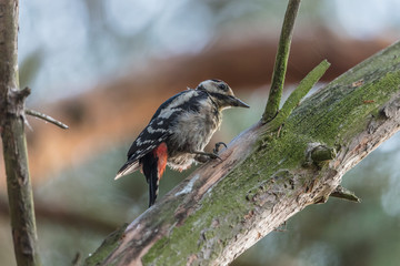 specht im baum