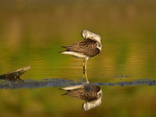 Hunting common greenshank (Tringa nebularia)