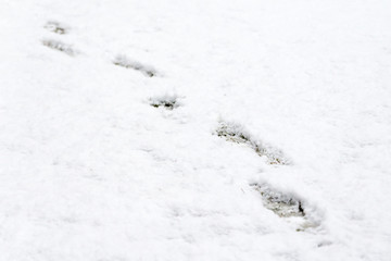 Footprints in fresh snow