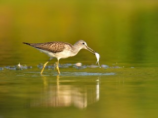 Hunting common greenshank (Tringa nebularia)