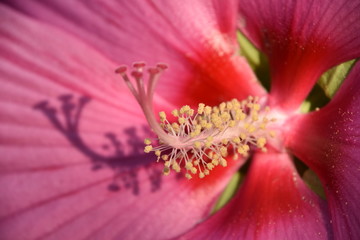 Riesen Hibiskus © Michael