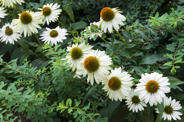 daisies, garden flowers with white petals among the greenery, flower bed in the garden