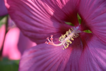 Riesen Hibiskus © Michael