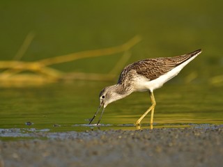 Hunting common greenshank (Tringa nebularia)