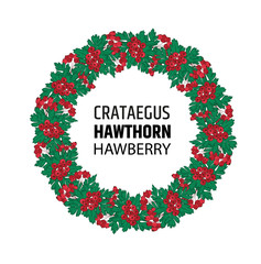 wreath of autumn hawthorn berries. Crataegus or haw ornament.