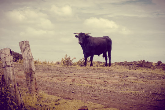 Wild Bull On Easter Island Cliffs