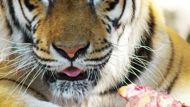 Tiger eating a meal