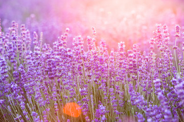 Violet bushes closeup on sunset. Lavender for decoration design. Sunset gleam over purple flowers of lavender. Provence region of france.