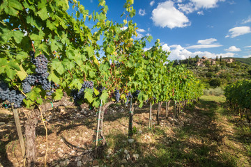 Fototapeta na wymiar Chianti, September 2018: Harvest in Tuscan vineyard landscape with red wine grapes and castle in the background, on September 2018 in Chianti, Tuscany, Italy