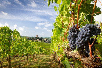 Harvest in Chianti vineyard landscape with red wine grapes and characteristic abbey in the background, Tuscany, Italy - obrazy, fototapety, plakaty
