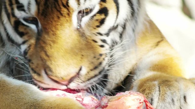 tiger licking meat, close-up