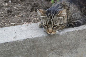 The gray cat lies on the curb. Close-up